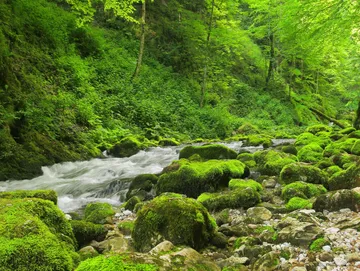 A babbling brook in a very deep green forest